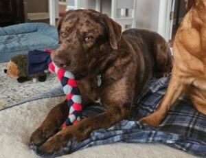 Chocolate Merle Labrador Retriever Mix