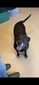 black labrador retriever mix