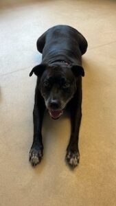 black labrador retriever mix