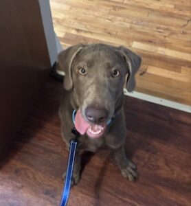 Silver Labrador Retriever