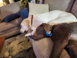 Silver Labrador Retriever