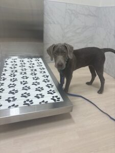 Silver Labrador Retriever