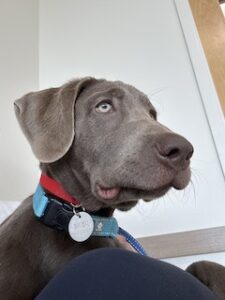 Silver Labrador Retriever