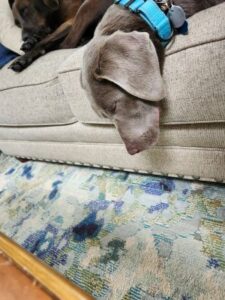 Silver Labrador Retriever