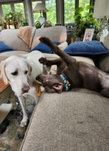 Chocolate Labrador Retriever