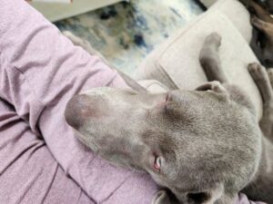 Chocolate Labrador Retriever