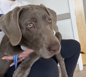 Silver Labrador Retriever