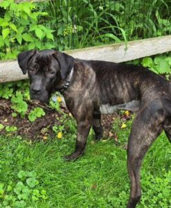 black labrador retriever mix