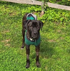 black labrador retriever mix