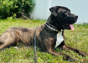 lab mix