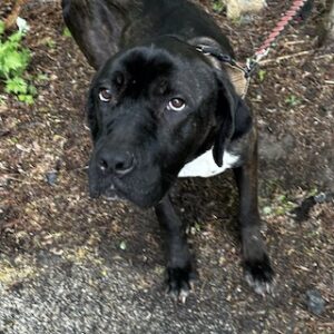 Black Labrador Retriever Mix