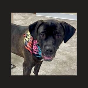 lab mix