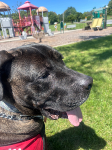 Fernie Black Labrador Retriever Mix Female 5 Years Old ID#3300