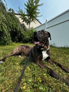 lab mix