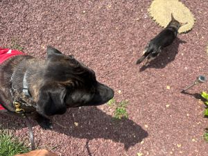 Fernie Black Labrador Retriever Mix Female 5 Years Old ID#3300