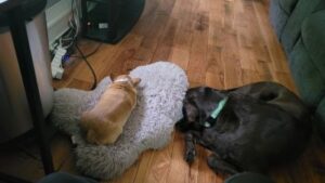 Chocolate Labrador Retriever