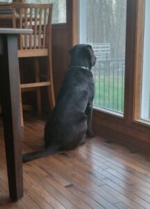Chocolate Labrador Retriever
