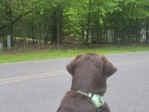 Chocolate Labrador Retriever