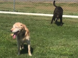 Chocolate Labrador Retriever