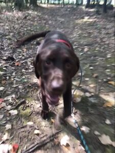 Chocolate Labrador Retriever