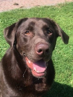 Chocolate Labrador Retriever