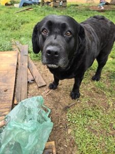 Black Labrador Retriever 