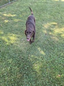 Chocolate Labrador Retriever