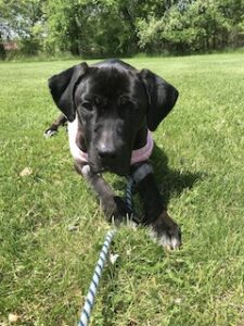 Black Labrador Retriever Mix