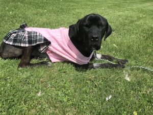 Black Labrador Retriever Mix
