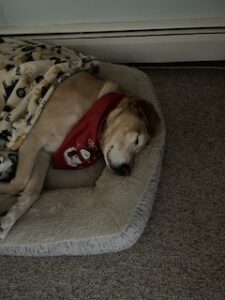 Yellow Labrador Retriever