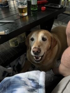 Yellow Labrador Retriever