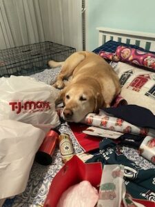 Yellow Labrador Retriever