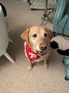 Yellow Labrador Retriever