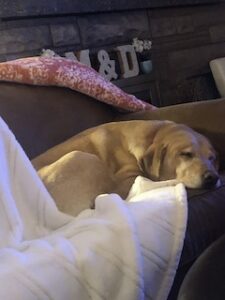 Yellow Labrador Retriever