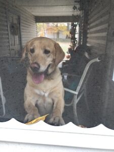 Yellow Labrador Retriever