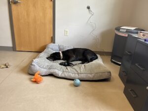 black labrador retriever mix