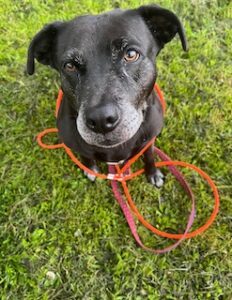 black labrador retriever mix
