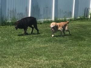 Chocolate Labrador Retriever