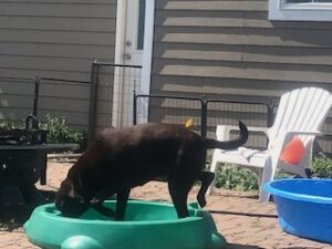 Chocolate Labrador Retriever