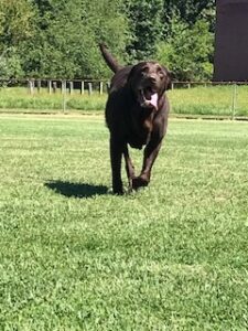 Chocolate Labrador Retriever