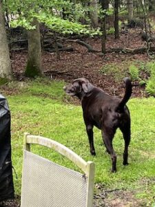chocolate labrador retriever