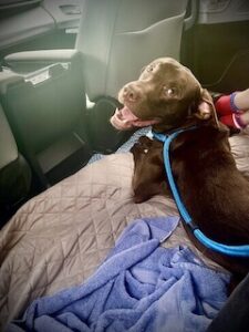 Chocolate Labrador Retriever