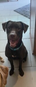 Chocolate Labrador Retriever