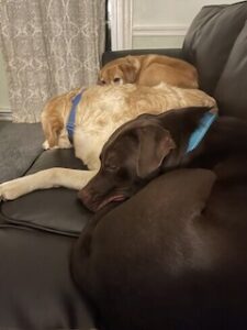 Chocolate Labrador Retriever