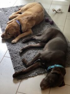 Chocolate Labrador Retriever