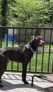 Chocolate Labrador Retriever