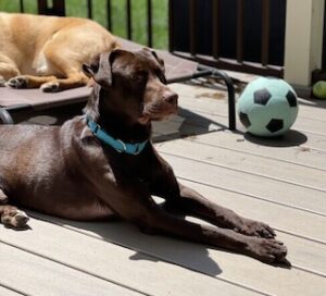 Chocolate Labrador Retriever