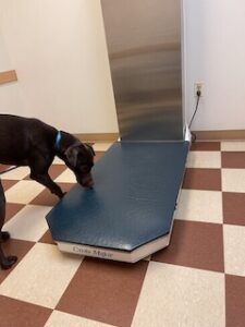 Chocolate Labrador Retriever