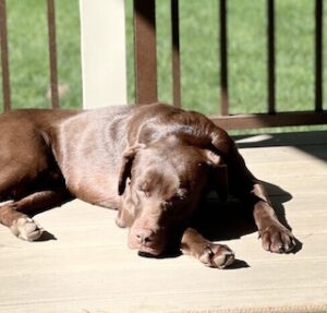 Chocolate Labrador Retriever