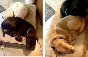 Chocolate Labrador Retriever